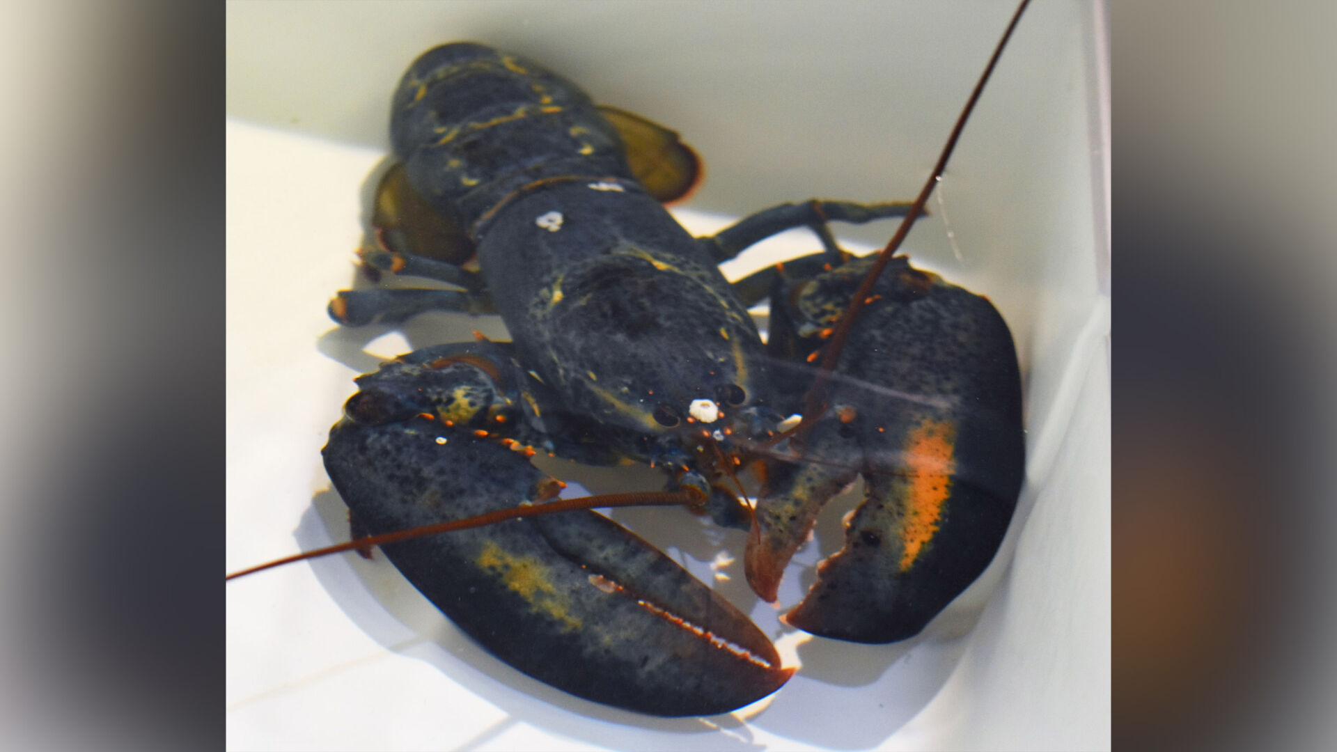 A Red Lobster employee found a rare blue lobster. The restaurant sent it to an Ohio zoo.